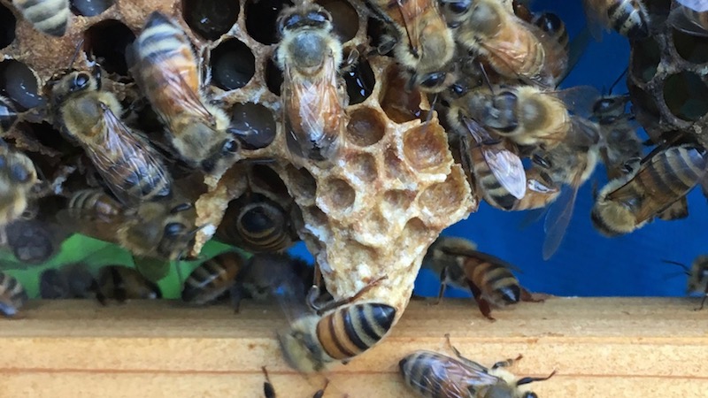 王台の手入れをするミツバチ