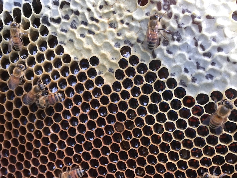 蜜ぶたとハチミツの写真
