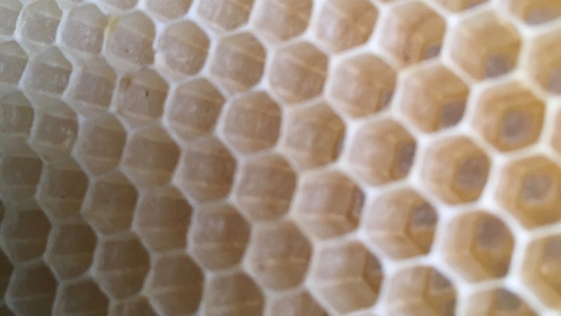 ミツバチの巣房のアップ写真