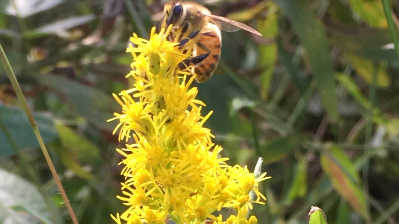 ミツバチとセイタカアワダチソウの写真