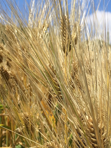 収穫間近で黄金色になった大麦