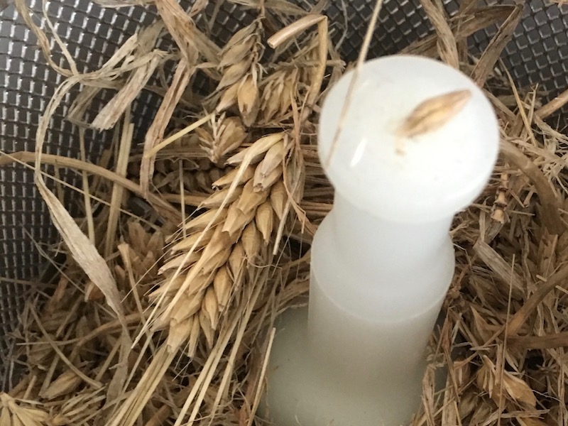 家庭用の精米機にいれた脱穀前の大麦