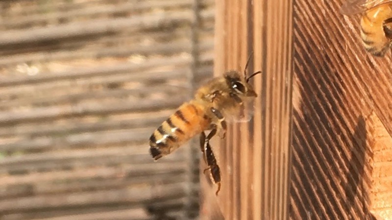 飛んでいるミツバチ