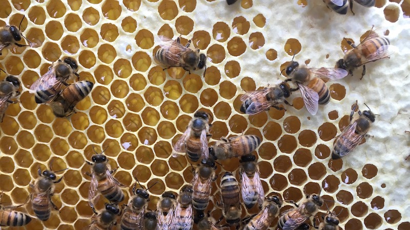 蜂蜜の貯まった巣枠