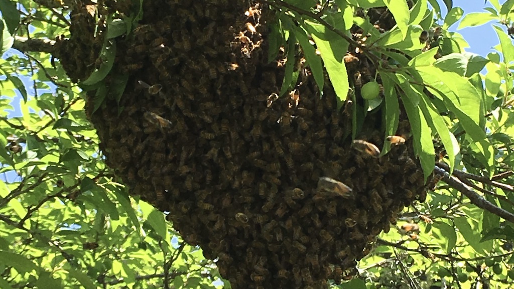 木に集まるセイヨウミツバチの分蜂