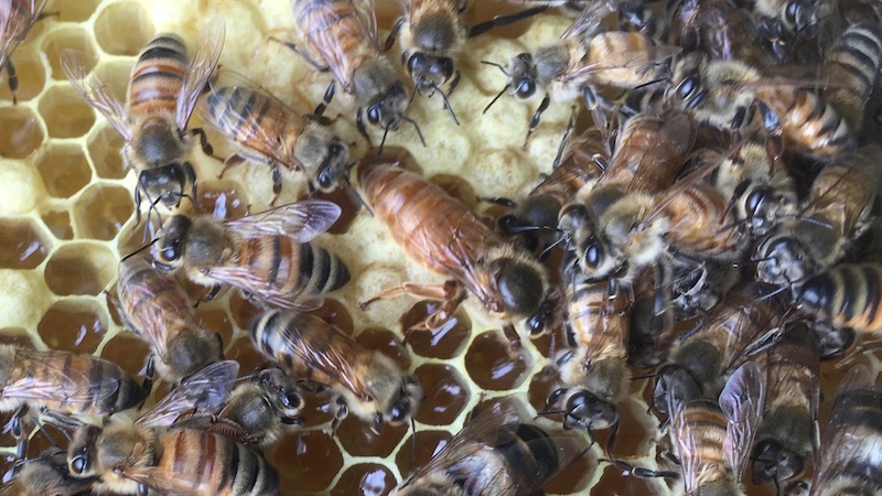 働き蜂に囲まれる女王蜂