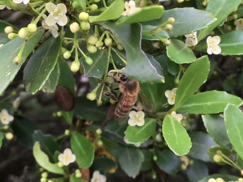 イヌツゲに訪花するミツバチ