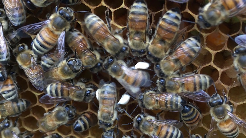 花粉団子を足につけたミツバチを皆で囲う