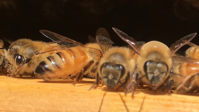 待機中のミツバチ