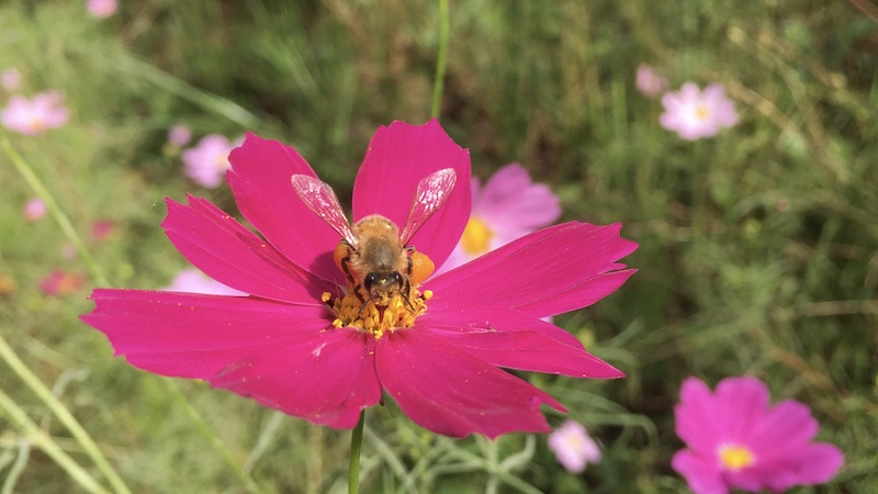 10月　コスモスに訪花するミツバチ