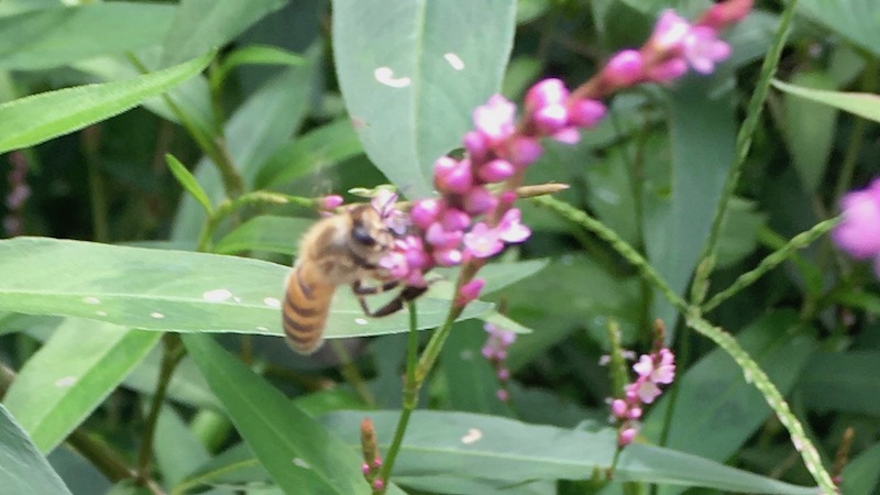 10月　イヌタデの花とミツバチ