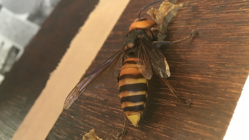 10月　蜂蜜を舐めるオオスズメバチ