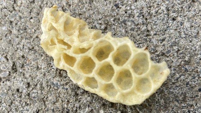 セイヨウミツバチの巣