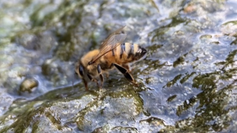 水を飲むミツバチ