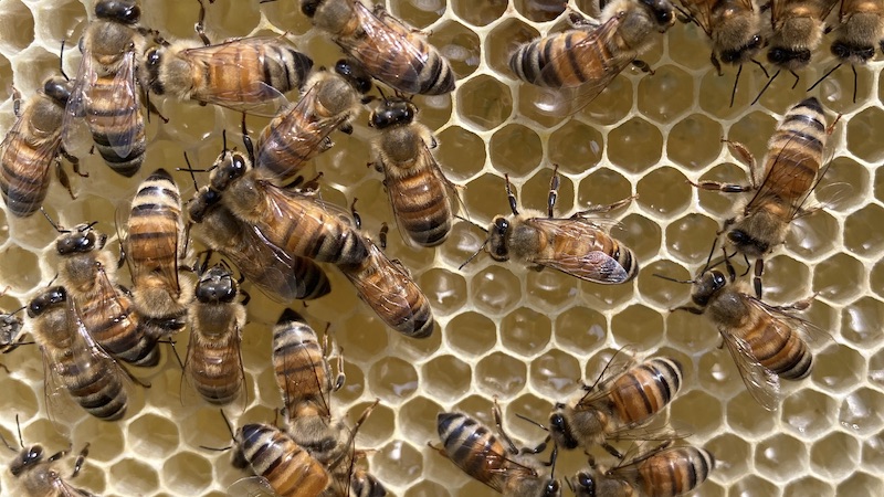 ミツバチと集めたばかりのハチミツ